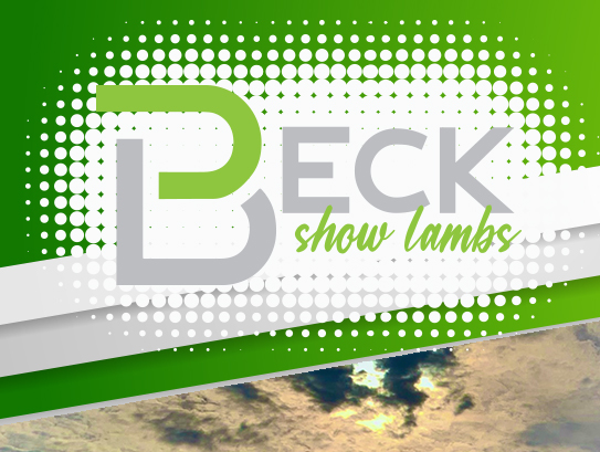 Beck Show Lambs